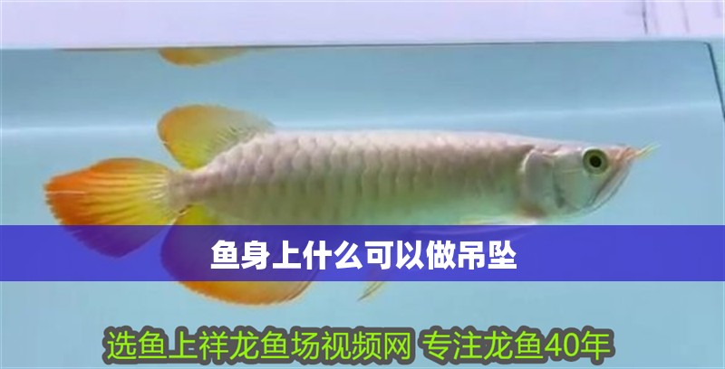魚身上什么可以做吊墜 魚身上什么可以做吊墜 龍魚論壇