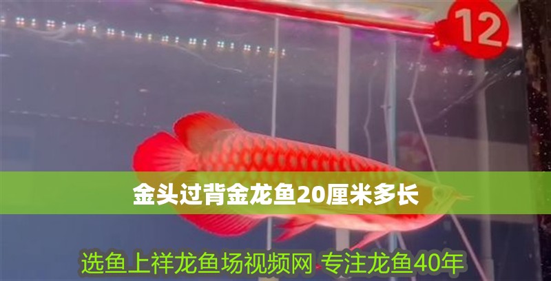 金頭過背金龍魚20厘米多長