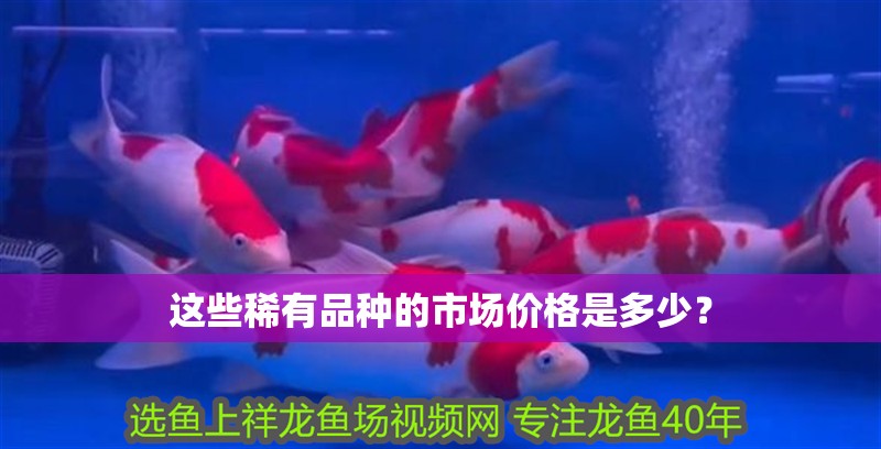 這些稀有品種的市場(chǎng)價(jià)格是多少？