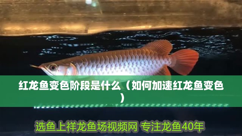 紅龍魚變色階段是什么（如何加速紅龍魚變色）