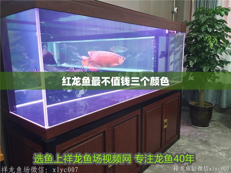 紅龍魚最不值錢三個顏色