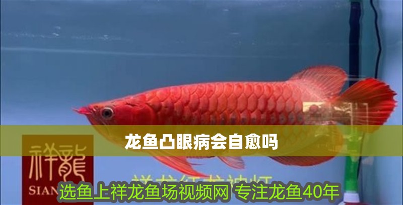 龍魚凸眼病會自愈嗎 龍魚凸眼病會自愈嗎 龍魚論壇