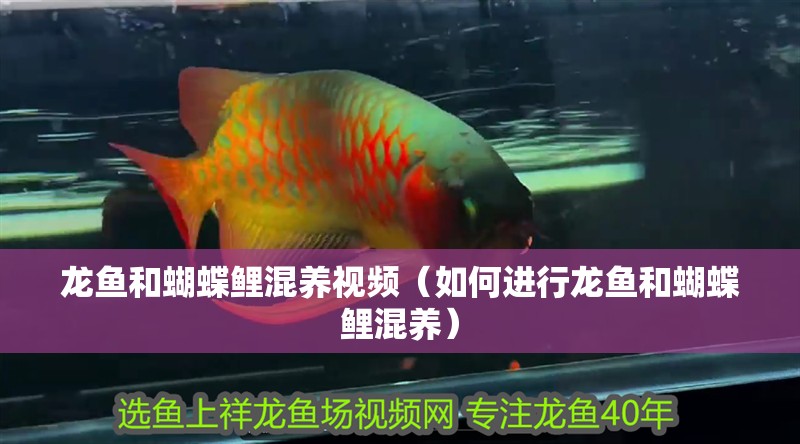 龍魚和蝴蝶鯉混養視頻（如何進行龍魚和蝴蝶鯉混養）