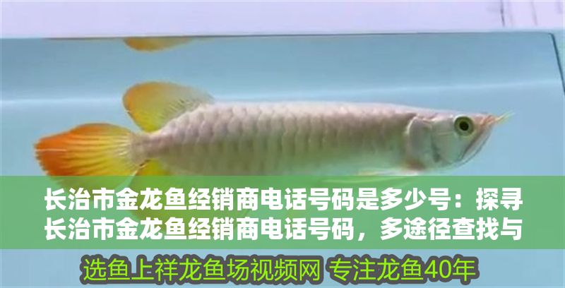 長治市金龍魚經銷商電話號碼是多少號：探尋長治市金龍魚經銷商電話號碼，多途徑查找與相關分析