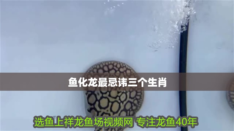 魚化龍最忌諱三個生肖