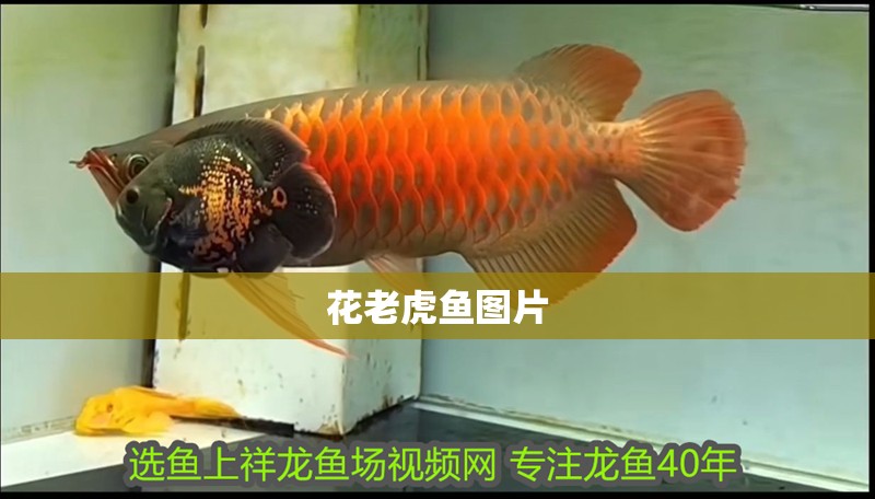 花老虎魚圖片 花老虎魚圖片 龍魚論壇