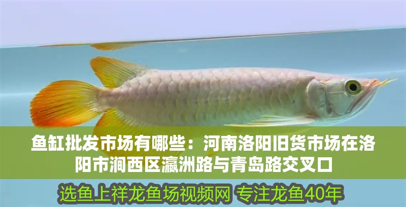 魚缸批發市場有哪些：<strong><mark>河南</mark></strong>洛陽舊貨市場在洛陽市澗西區瀛洲路與青島路交叉口