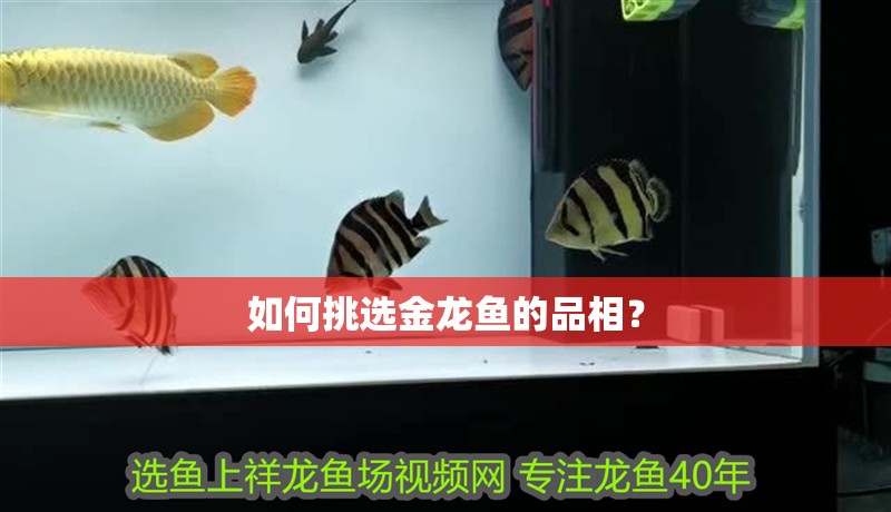 如何挑選金龍魚的品相？