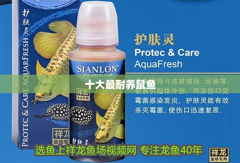 十大最耐養鼠魚