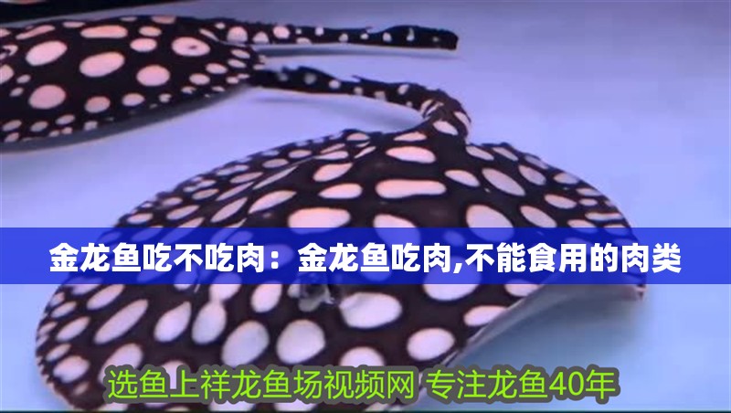 金龍魚吃不吃肉：金龍魚吃肉,不能食用的肉類