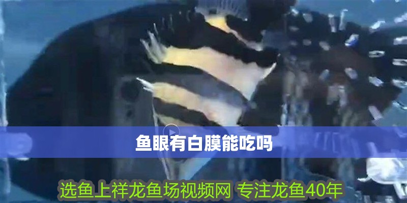 魚眼有白膜能吃嗎