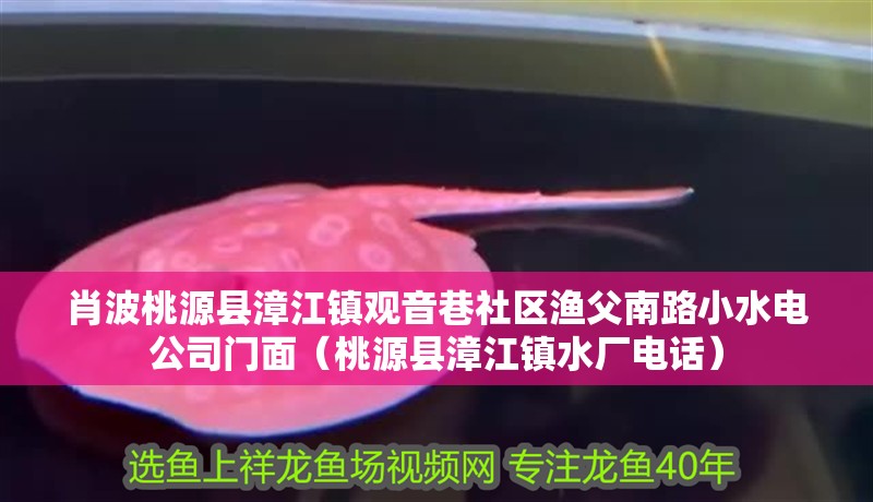 肖波桃源縣漳江鎮觀音巷社區漁父南路小水電公司門面（桃源縣漳江鎮水廠電話） 肖波桃源縣漳江鎮觀音巷社區漁父南路小水電公司門面（桃源縣漳江鎮水廠電話） 全國水族館企業名錄