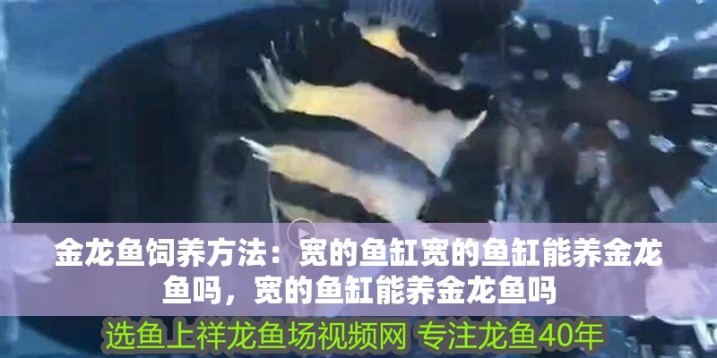 金龍魚飼養方法：寬的魚缸寬的魚缸能養金龍魚嗎，寬的魚缸能養金龍魚嗎