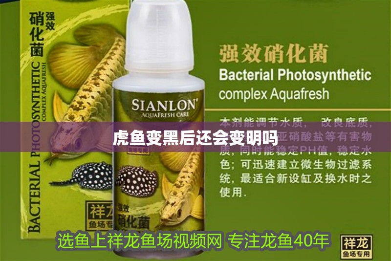 虎魚變黑后還會變明嗎