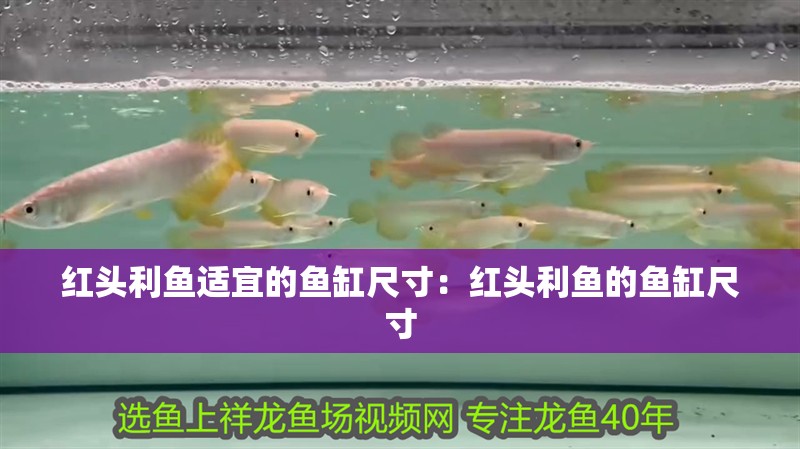 紅頭利魚適宜的魚缸尺寸：紅頭利魚的魚缸尺寸