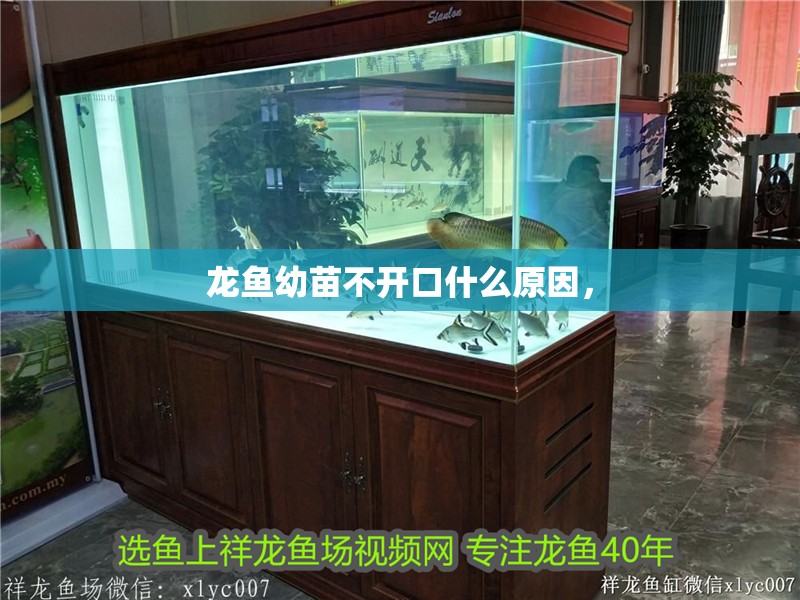 龍魚幼苗不開口什么原因，