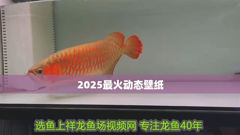 2025最火動(dòng)態(tài)壁紙