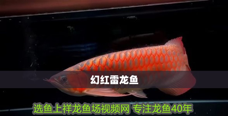 幻紅雷龍魚