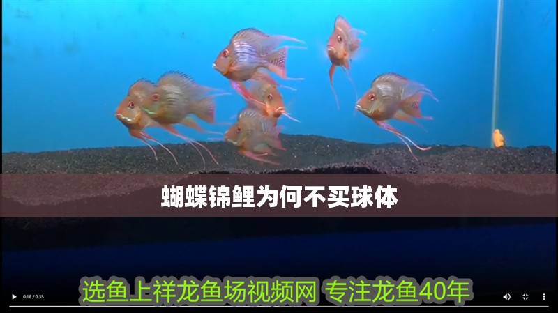 蝴蝶錦鯉為何不買球體