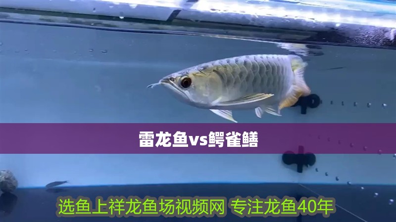 雷龍魚vs鱷雀鱔