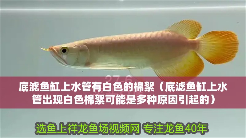 底濾魚缸上水管有白色的棉絮（底濾魚缸上水管出現白色棉絮可能是多種原因引起的）