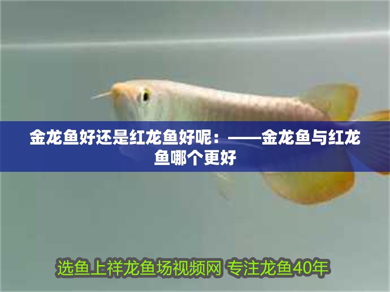 金龍魚好還是紅龍魚好呢：——金龍魚與紅龍魚哪個更好