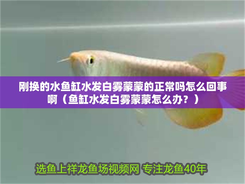 魚缸用增氧泵價格是多少:魚缸增氧機-xtrac增氧機-xtrac增氧機 剛換的水魚缸水發白霧蒙蒙的正常嗎怎么回事啊(魚缸水發白霧蒙蒙怎么辦?) 魚缸百科 剛換的水魚缸水發白霧蒙蒙的正常嗎怎么回事啊(魚缸水發白霧蒙蒙怎么辦?) 剛換的水魚缸水發白霧蒙蒙的正常嗎怎么回事啊(魚缸水發白霧蒙蒙怎么辦?) 魚缸百科