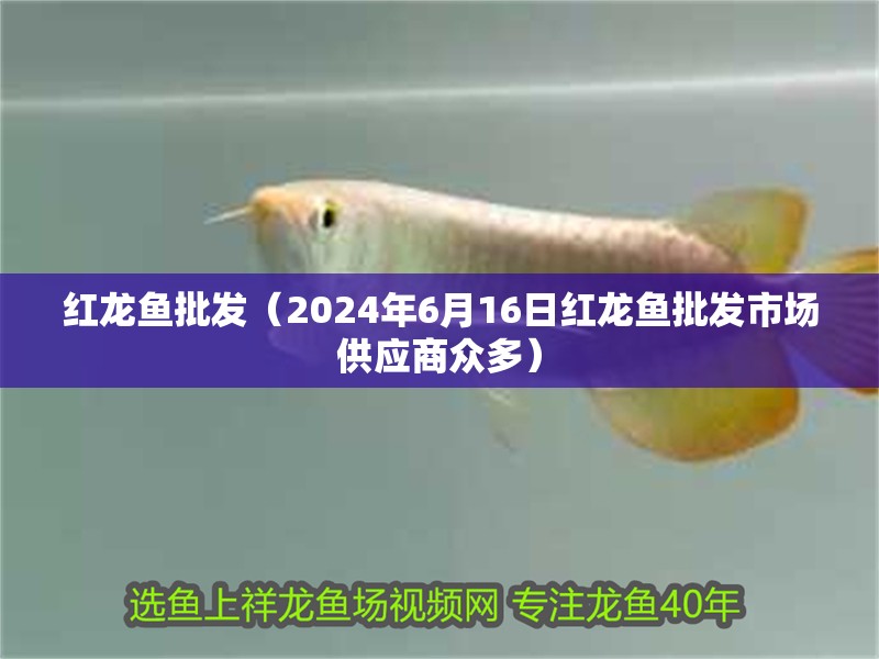 紅龍魚批發（2024年6月16日紅龍魚批發市場供應商眾多）