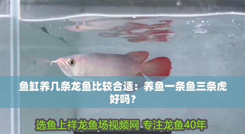 魚缸養幾條龍魚比較合適：養魚一條魚三條虎好嗎？