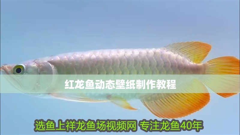 紅龍魚動態壁紙制作教程