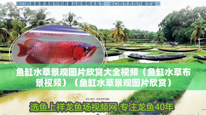 魚缸水草景觀圖片欣賞大全視頻（魚缸水草布景視頻）（魚缸水草景觀圖片欣賞）