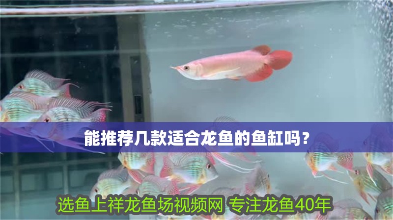 能推薦幾款適合龍魚的魚缸嗎？