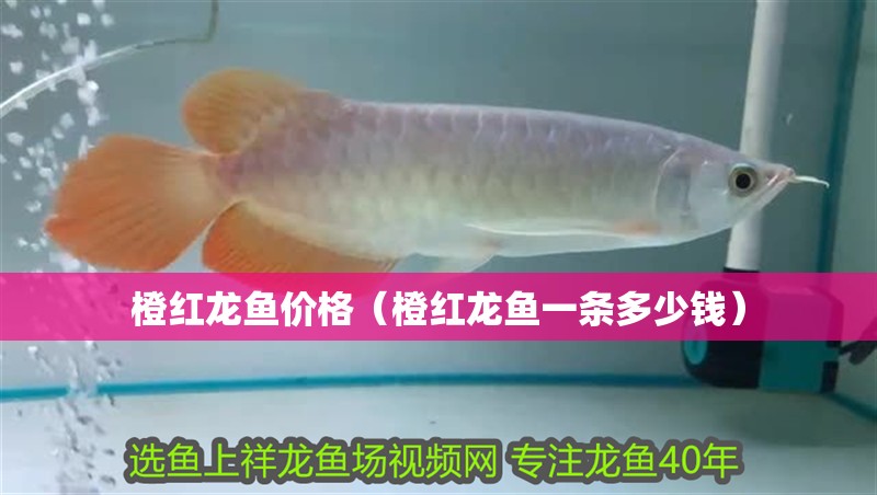 橙紅龍魚價格（橙紅龍魚一條多少錢）
