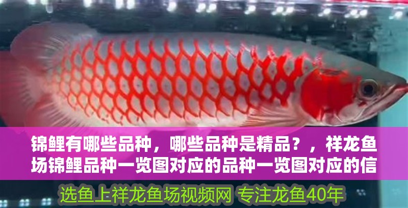 錦鯉有哪些品種，哪些品種是精品？，祥龍魚場錦鯉品種一覽圖對應的品種一覽圖對應的信息