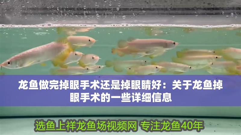 龍魚(yú)做完掉眼手術(shù)還是掉眼睛好：關(guān)于龍魚(yú)掉眼手術(shù)的一些詳細(xì)信息