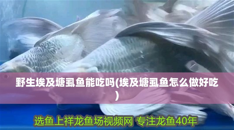 野生埃及塘虱魚能吃嗎(埃及塘虱魚怎么做好吃)