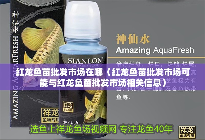 紅龍魚苗批發市場在哪（紅龍魚苗批發市場可能與紅龍魚苗批發市場相關信息）