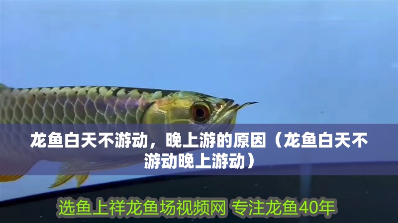 龍魚白天不游動，晚上游的原因（龍魚白天不游動晚上游動）