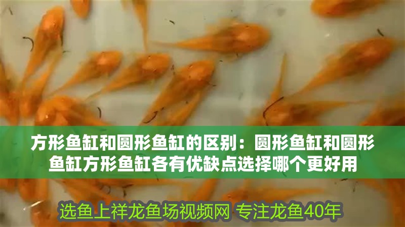 方形魚缸和圓形魚缸的區(qū)別：圓形魚缸和圓形魚缸方形魚缸各有優(yōu)缺點選擇哪個更好用