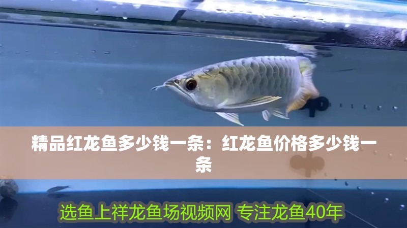 精品紅龍魚多少錢一條：紅龍魚價格多少錢一條 精品紅龍魚多少錢一條：紅龍魚價格多少錢一條 龍魚百科