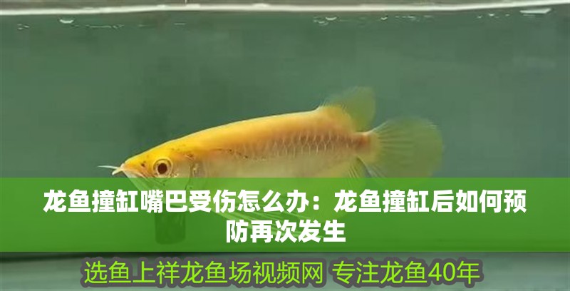 龍魚撞缸嘴巴受傷怎么辦：龍魚撞缸后如何預防再次發生