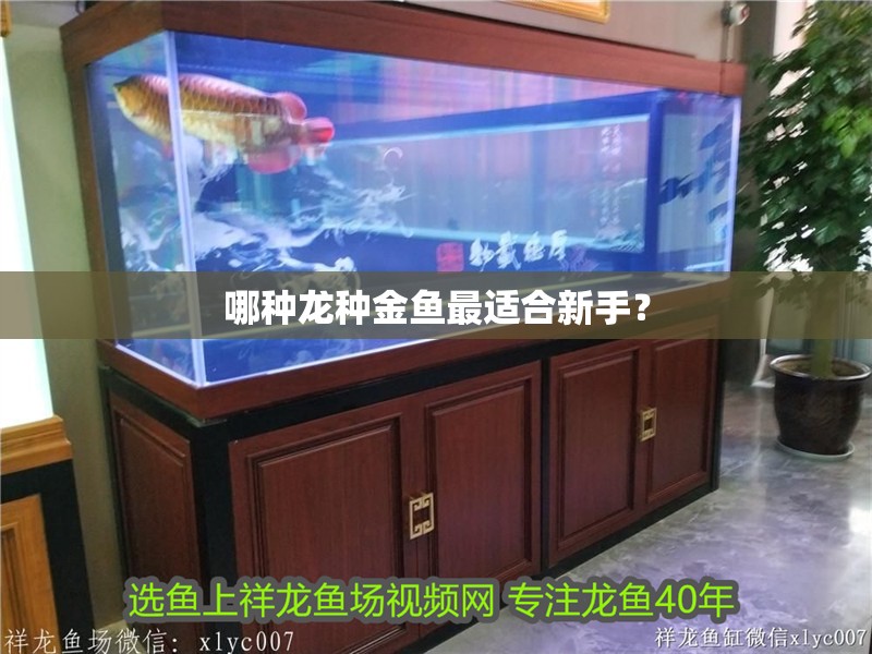 哪種龍種金魚最適合新手？