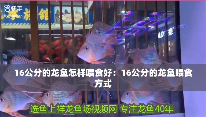 16公分的龍魚怎樣喂食好：16公分的龍魚喂食方式