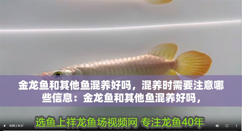 金龍魚(yú)和其他魚(yú)混養(yǎng)好嗎，混養(yǎng)時(shí)需要注意哪些信息：金龍魚(yú)和其他魚(yú)混養(yǎng)好嗎，