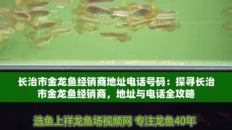 長(zhǎng)治市金龍魚(yú)經(jīng)銷(xiāo)商地址電話(huà)號(hào)碼：探尋長(zhǎng)治市金龍魚(yú)經(jīng)銷(xiāo)商，地址與電話(huà)全攻略