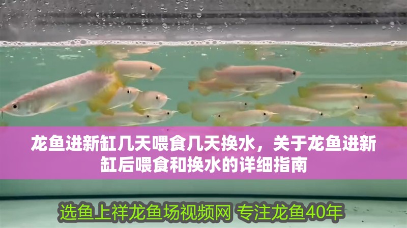 龍魚進新缸幾天喂食幾天換水，關于龍魚進新缸后喂食和換水的詳細指南