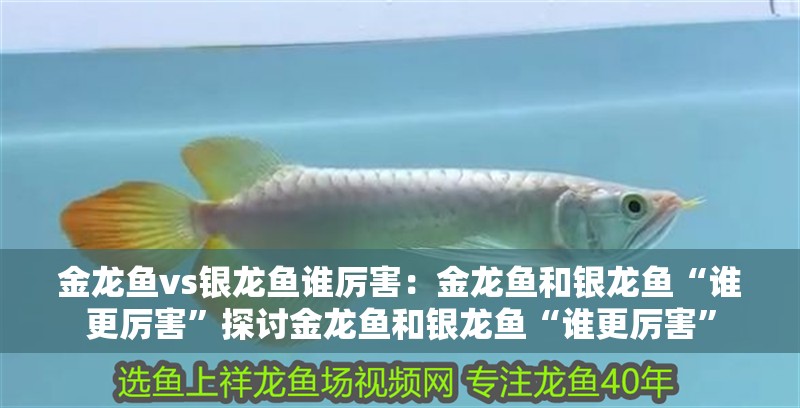 金龍魚vs銀龍魚誰厲害：金龍魚和銀龍魚“誰更厲害”探討金龍魚和銀龍魚“誰更厲害”