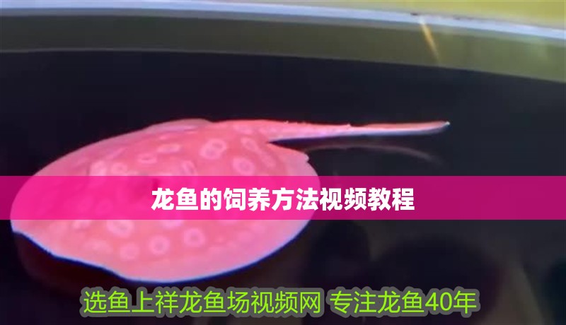 龍魚的飼養方法視頻教程