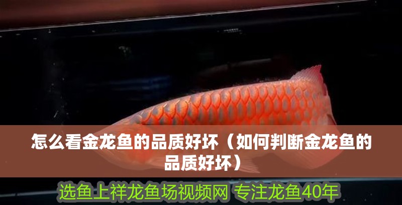 怎么看金龍魚的品質好壞（如何判斷金龍魚的品質好壞）