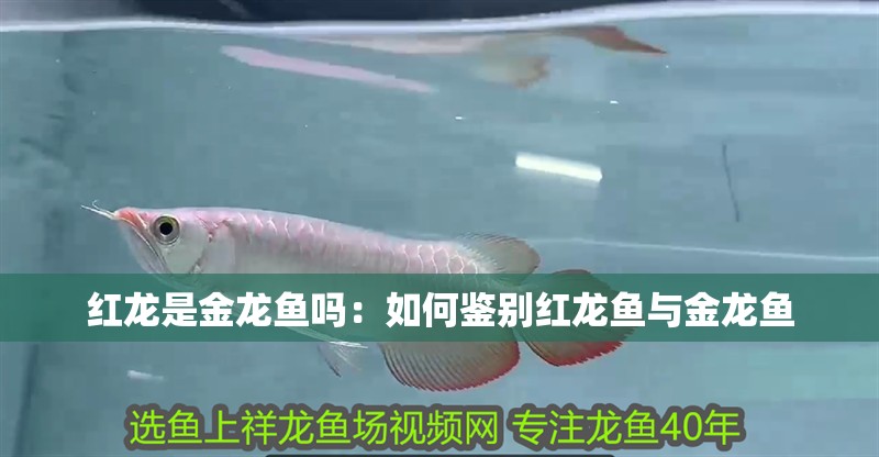 紅龍是金龍魚嗎：如何鑒別紅龍魚與金龍魚